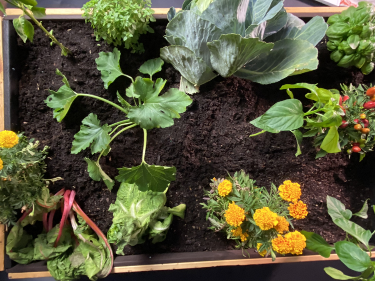 Tu huerto urbano en la terraza: ¿Qué plantamos?