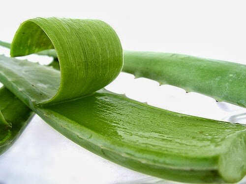 Aloe Vera: beneficios