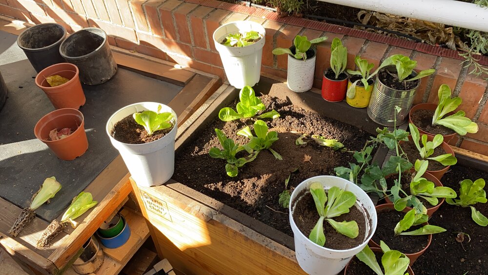 10 consejos para empezar tu huerto urbano en terraza o balcón