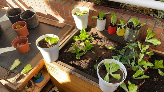 10 consejos para empezar tu huerto urbano en terraza o balcón