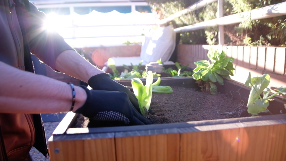 ¿Plantón o semilla?