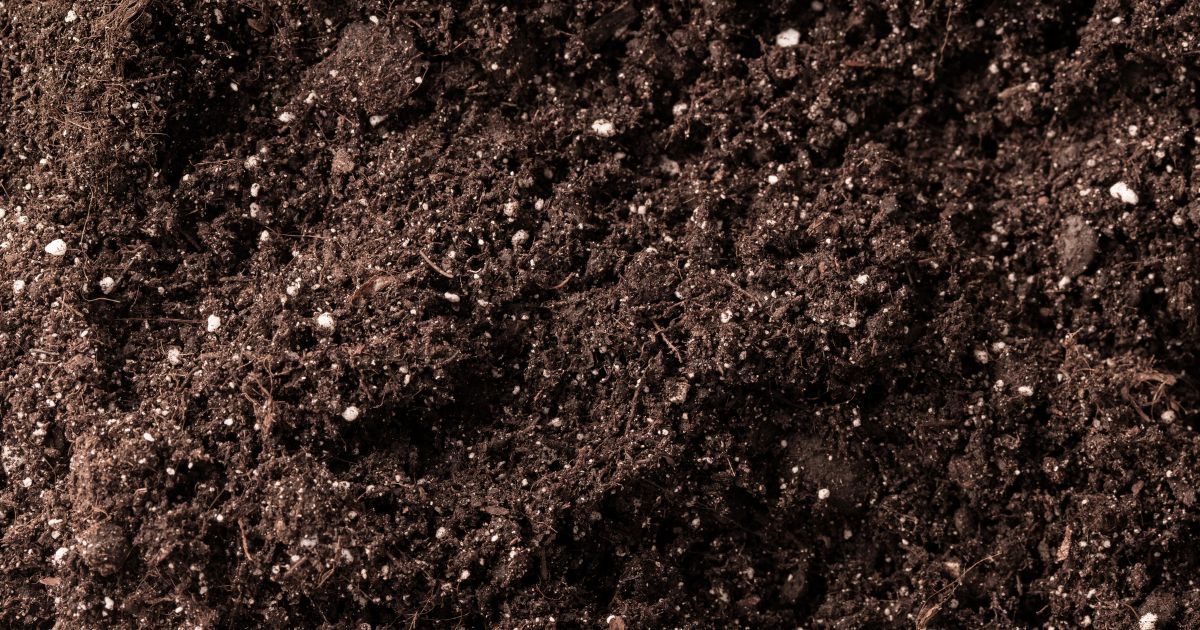 Abono casero de lombricompostaje en un huerto urbano en otoño.