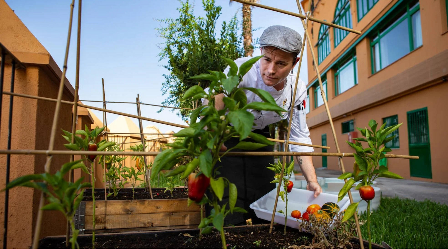 Chef del Hotel Alhambra Palace de Granada cosechando pimientos frescos del bancal de cultivo urbano instalado por Urban Green Club