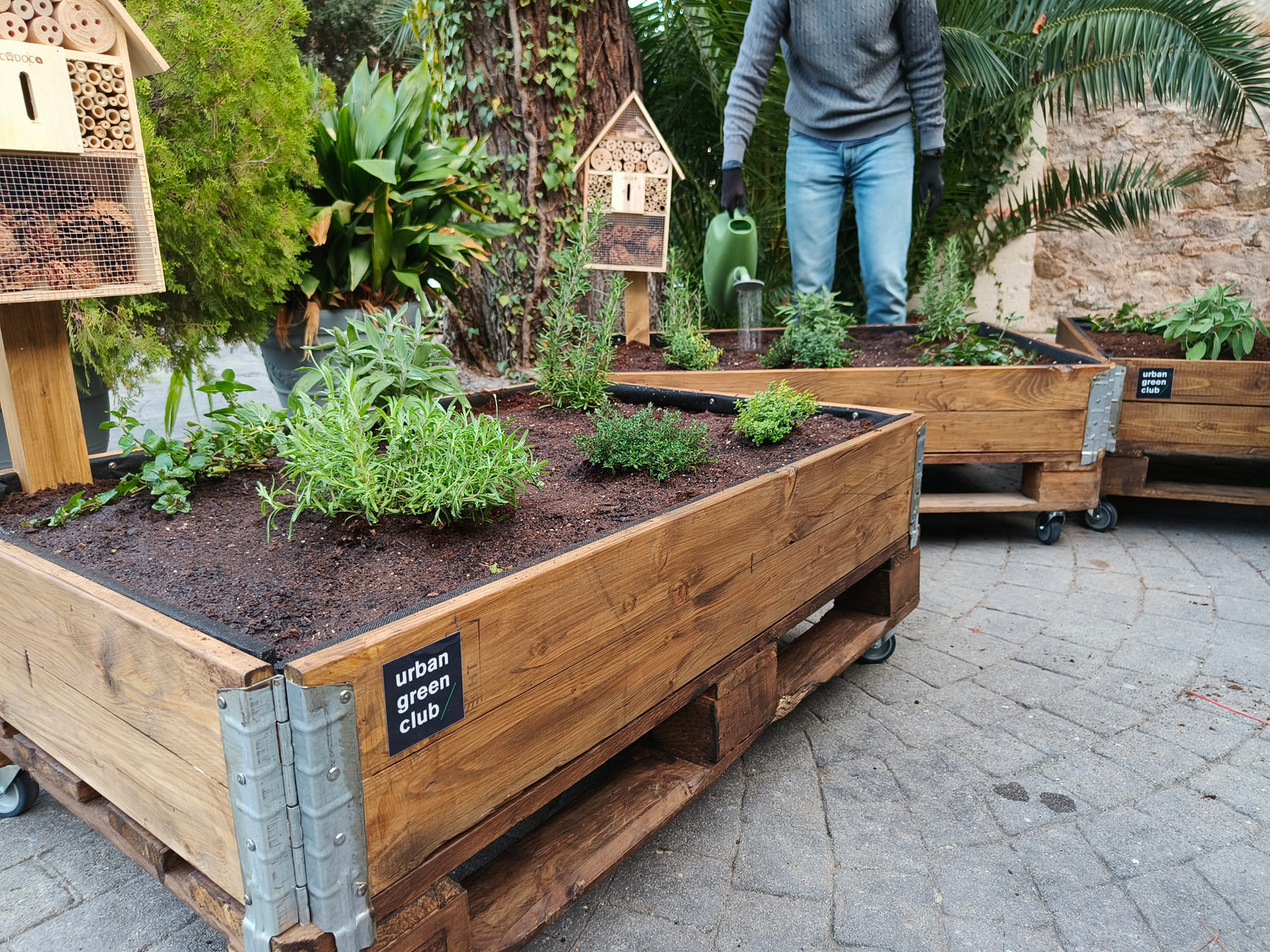 Persona regando plantas aromáticas cultivadas en un bancal de huerto urbano en terraza