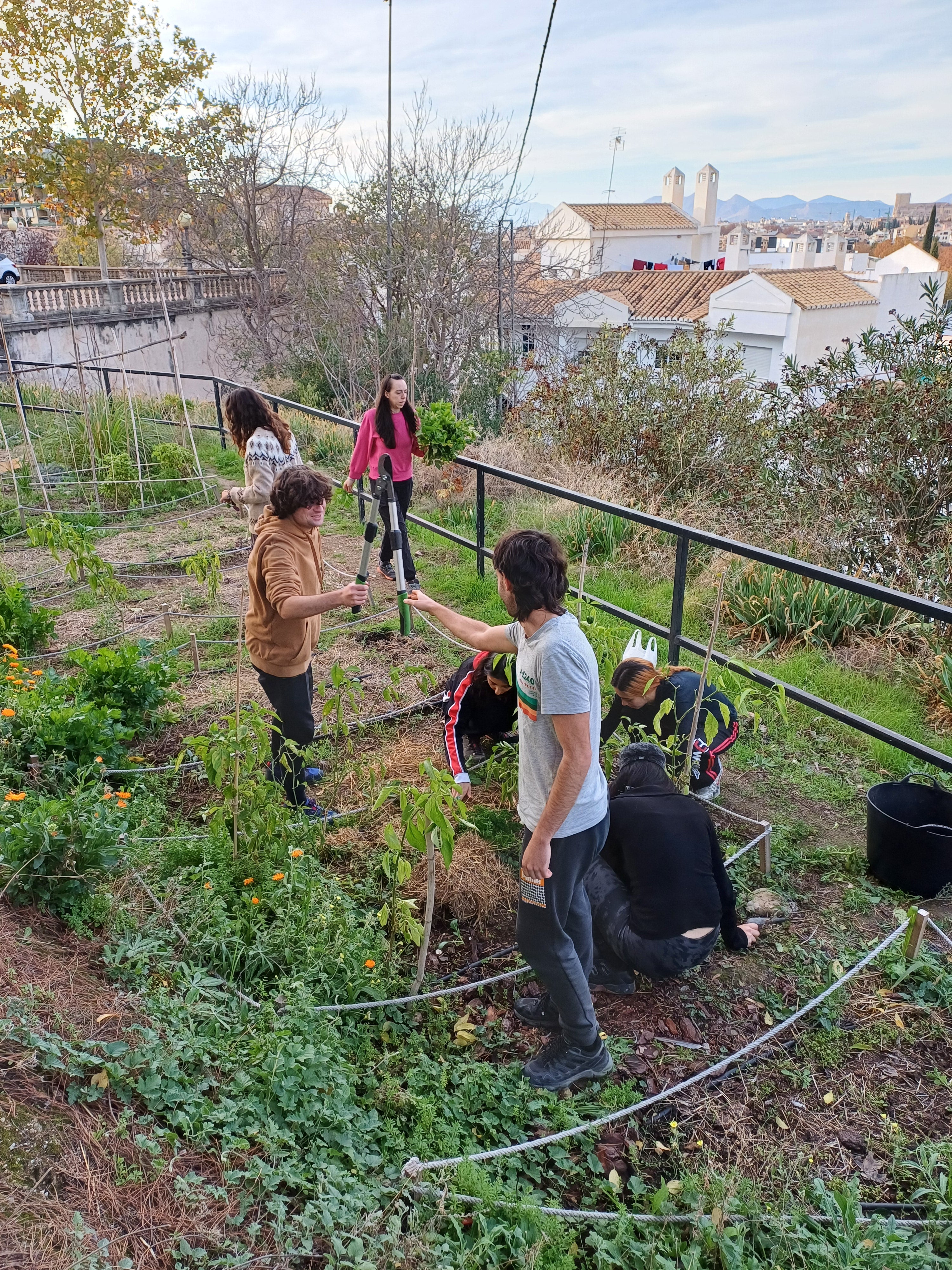 Trabajo guiado de mantenimiento en el Huerto Urbano de la Quinta Alegre, Huerto Urbano en Granada España ubicado en el Palacio de Quinta Alegre