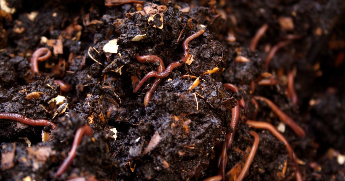 Humus de lombriz sólido con lombrices rojas californianas descomponiendo materia orgánica.