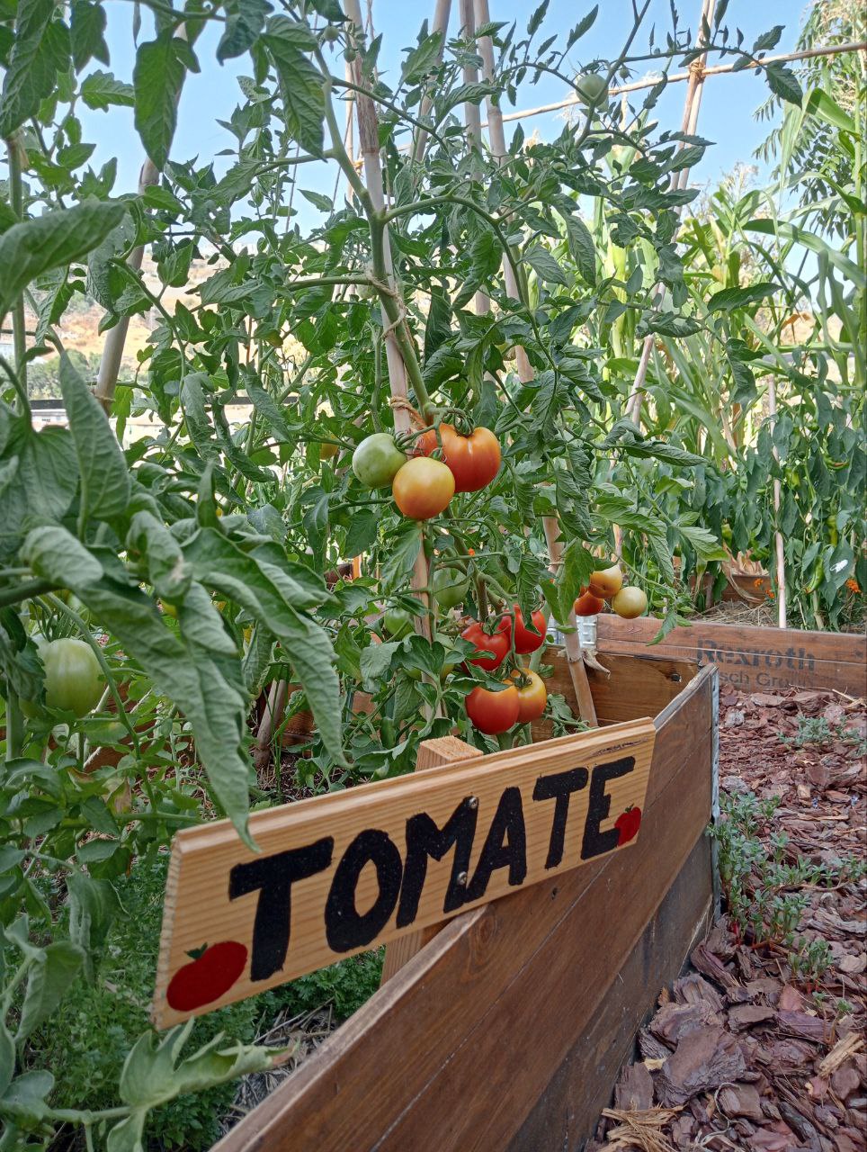 Recuperación del suelo y aumento de biodiversidad en el Huerto Urbano de la Quinta Alegre, Huerto Urbano en Granada España en el Palacio de Quinta Alegre