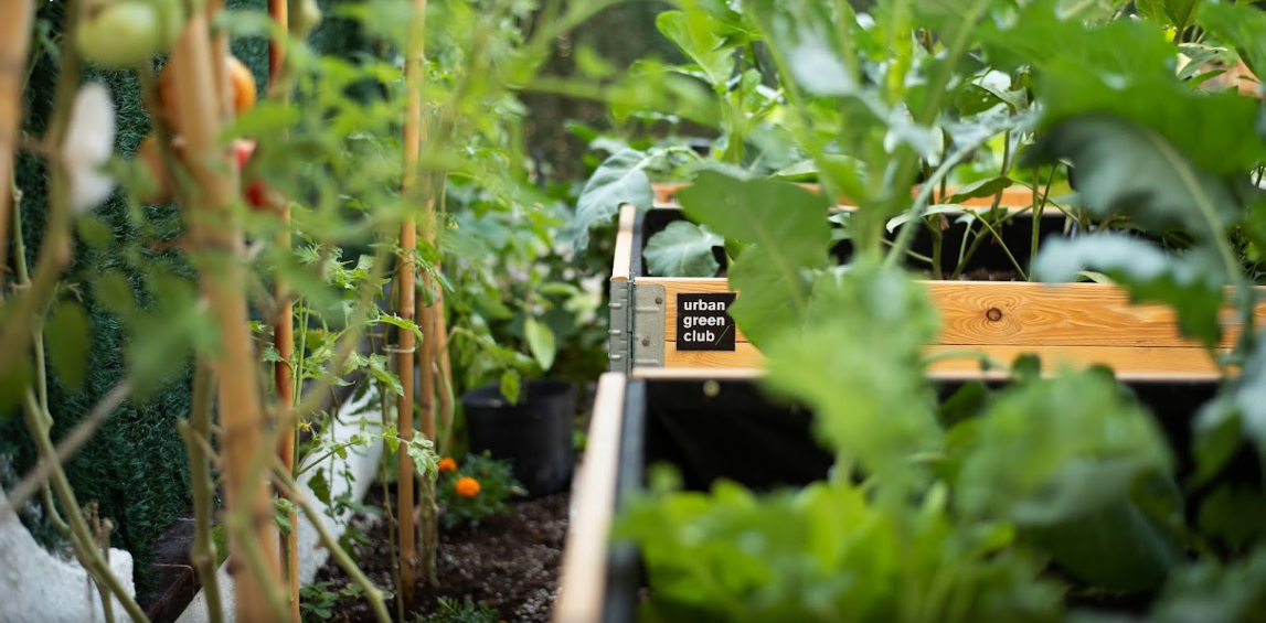 Expertos en Huertos Urbanos