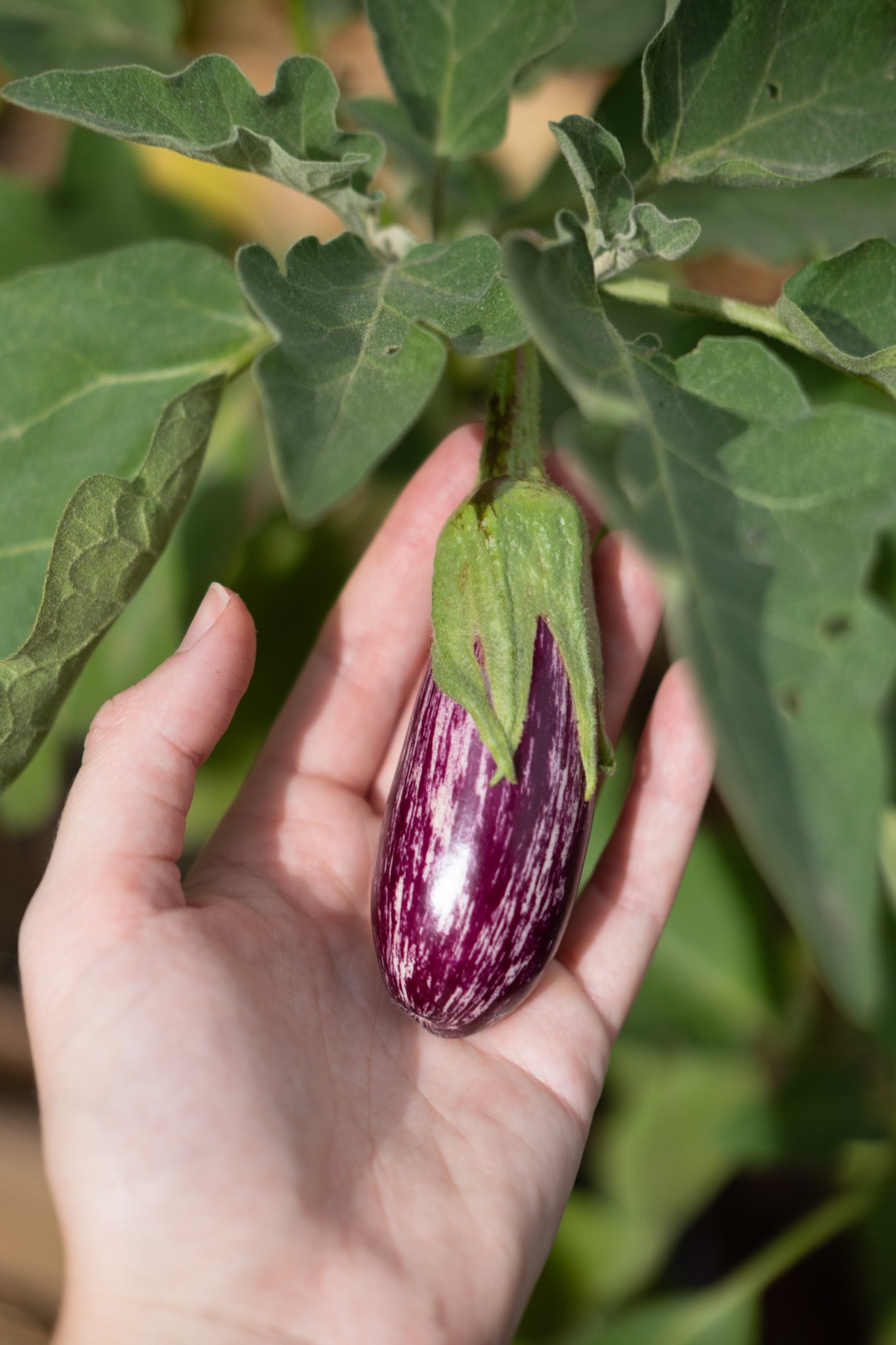 Alimentos frescos y ecológicos de kilómetro cero cultivados en el Huerto Urbano de la Quinta Alegre, Huerto Urbano en Granada España