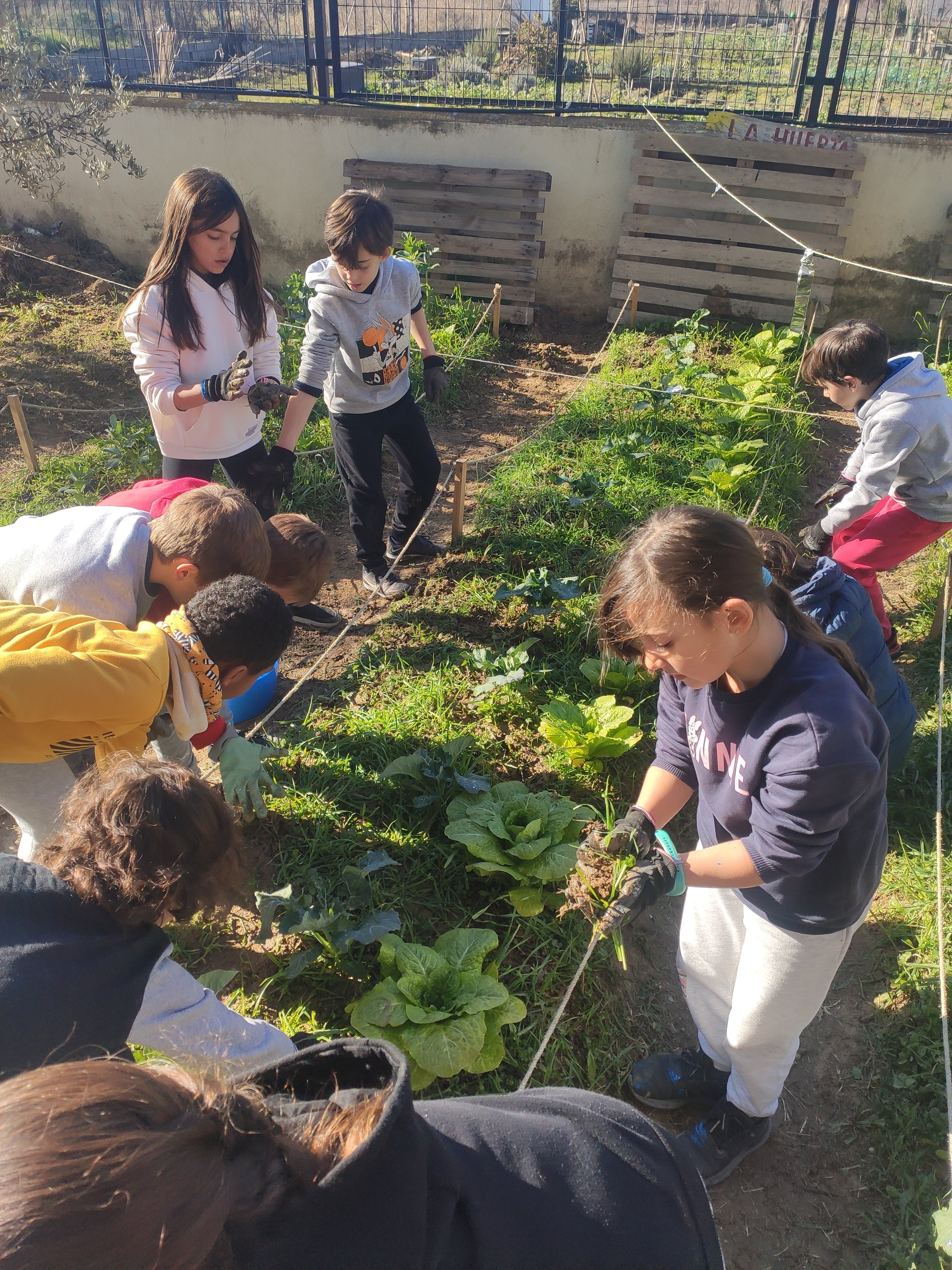 Estudiantes de educación primaria trabajando en bancales del huerto escolar del CEIP Sierra Elvira, aprendiendo agricultura ecológica y sostenibilidad en Granada - Urban Green Club
