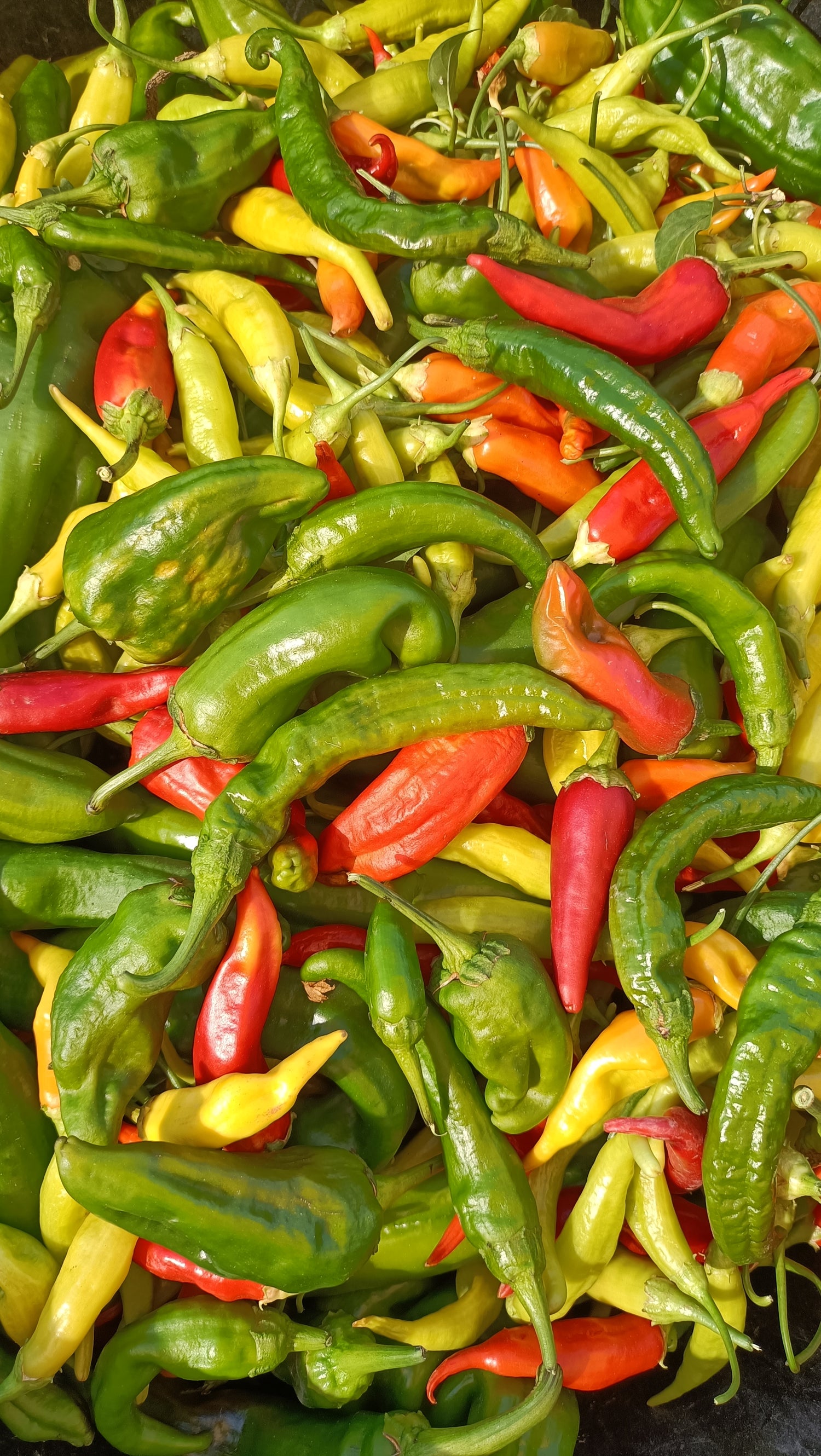 Cosecha de pimientos frescos y ecológicos producidos en el huerto urbano de Armilla bajo sistemas de agricultura de kilómetro cero