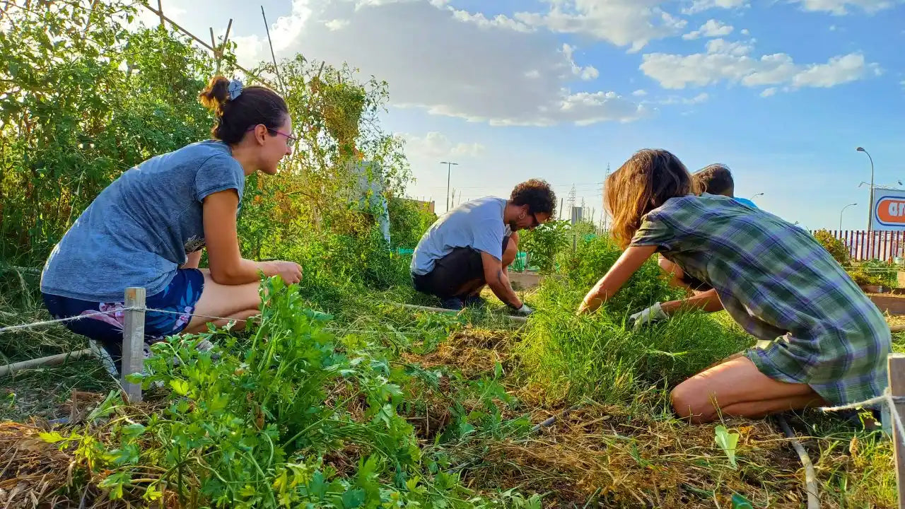 Personas cultivando en el Ecohuerto Arabuleila, un huerto urbano en Granada destacado por Canal Sur