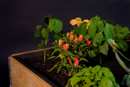 Detalle Bancal de Cultivo 