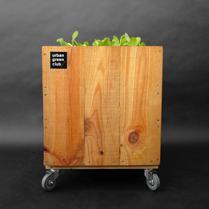 Módulo de Cultivo - Pino 