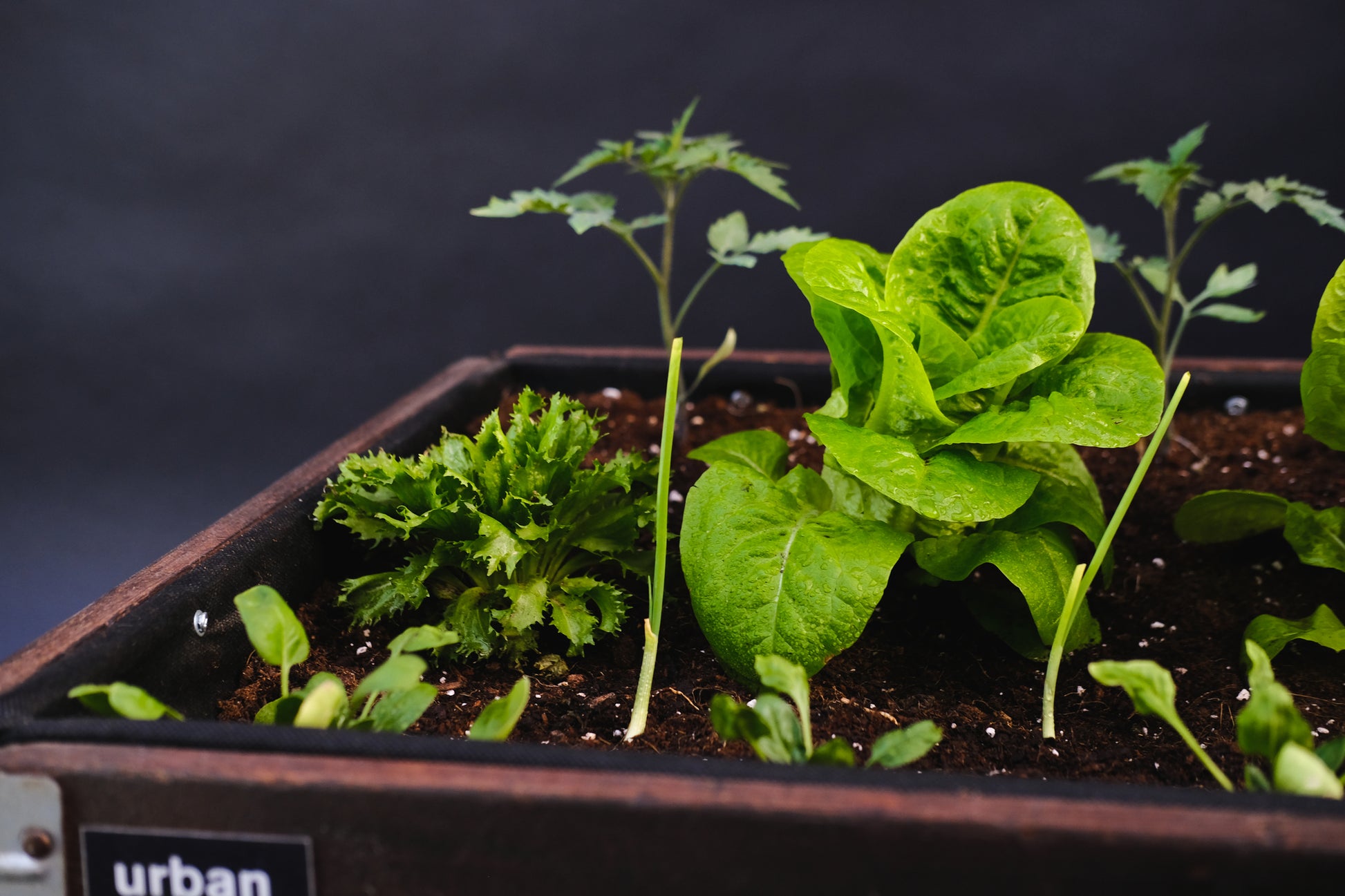 Detalle Zoom Bancal de Cultivo Mini Nogal
