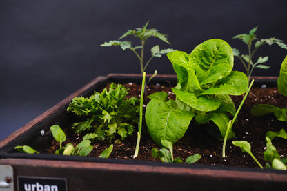 Detalle Zoom Bancal de Cultivo Mini Nogal