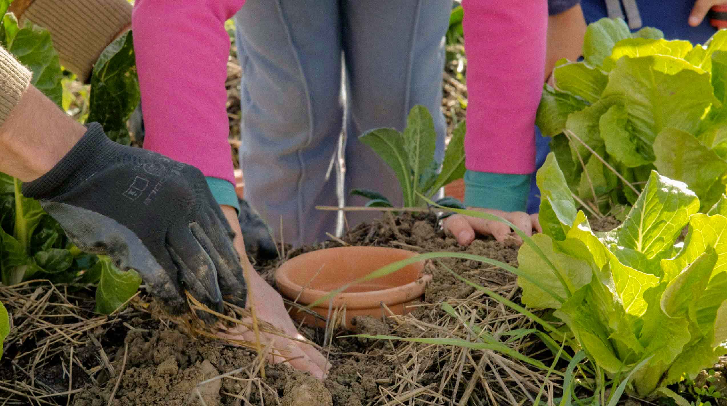 Plantación Lombricera