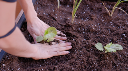 Planta en Bancal de Cultivo